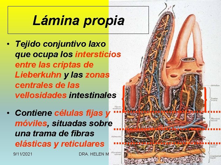 Lámina propia • Tejido conjuntivo laxo que ocupa los intersticios entre las criptas de