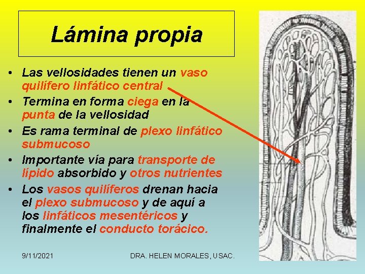 Lámina propia • Las vellosidades tienen un vaso quilífero linfático central • Termina en