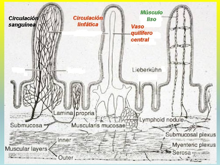 Circulación sanguínea 9/11/2021 Circulación linfática Músculo liso Vaso quilífero central DRA. HELEN MORALES, USAC.