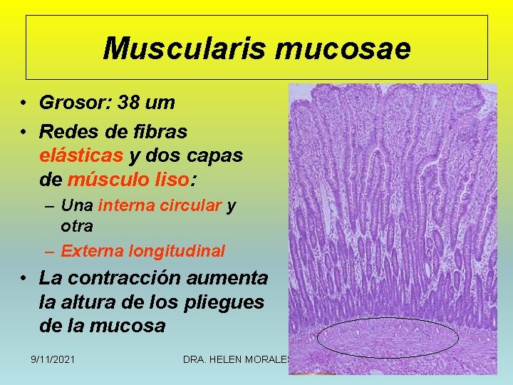 Muscularis mucosae • Grosor: 38 um • Redes de fibras elásticas y dos capas