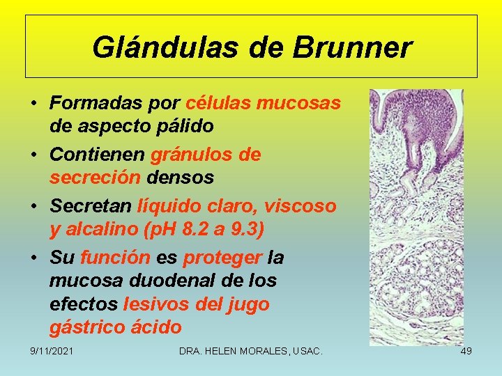 Glándulas de Brunner • Formadas por células mucosas de aspecto pálido • Contienen gránulos