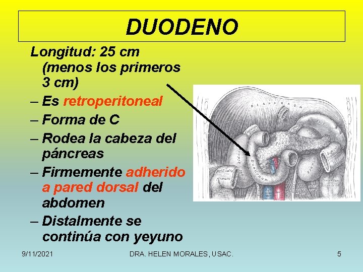 DUODENO Longitud: 25 cm (menos los primeros 3 cm) – Es retroperitoneal – Forma