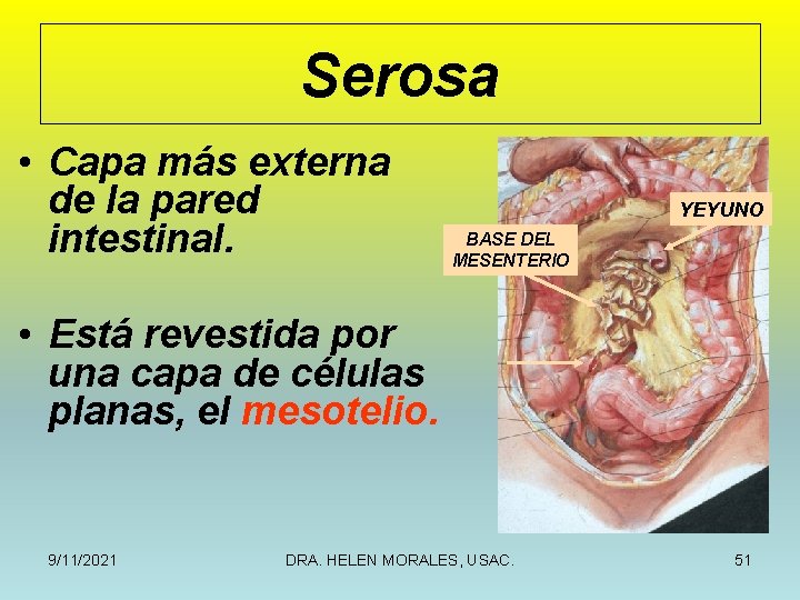 Serosa • Capa más externa de la pared intestinal. YEYUNO BASE DEL MESENTERIO •