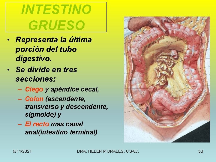 INTESTINO GRUESO • Representa la última porción del tubo digestivo. • Se divide en