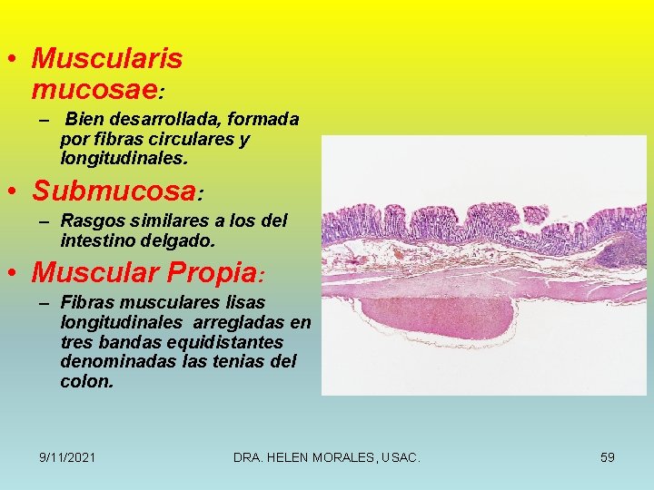  • Muscularis mucosae: – Bien desarrollada, formada por fibras circulares y longitudinales. •