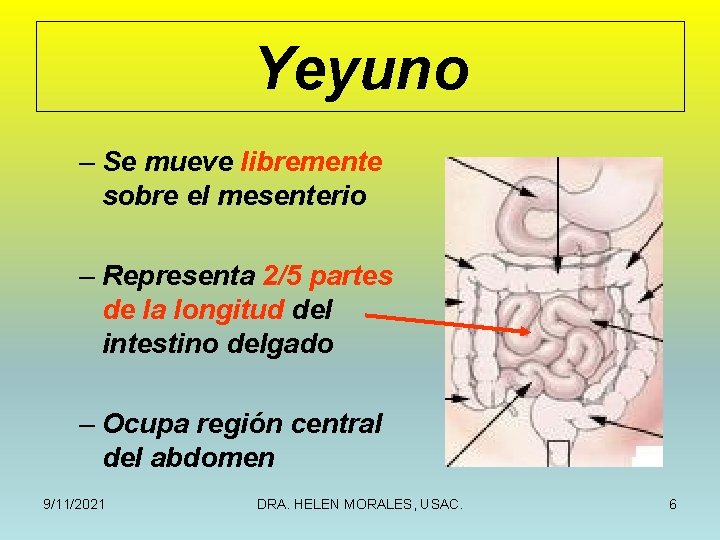 Yeyuno – Se mueve libremente sobre el mesenterio – Representa 2/5 partes de la