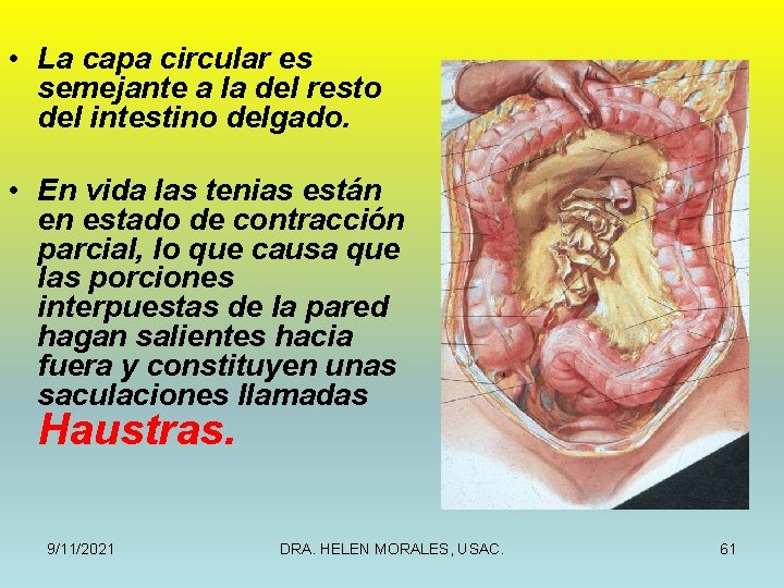  • La capa circular es semejante a la del resto del intestino delgado.