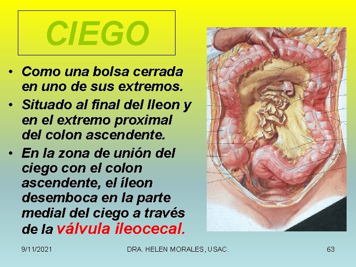 CIEGO • Como una bolsa cerrada en uno de sus extremos. • Situado al