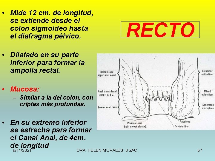  • Mide 12 cm. de longitud, se extiende desde el colon sigmoideo hasta