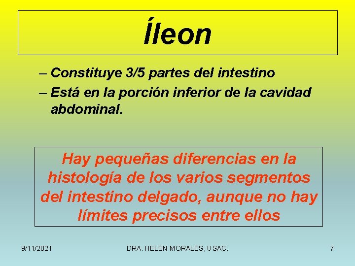 Íleon – Constituye 3/5 partes del intestino – Está en la porción inferior de