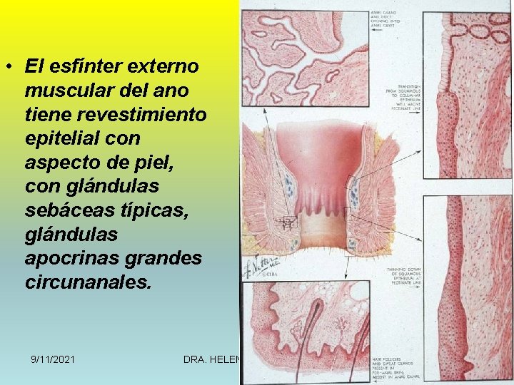  • El esfínter externo muscular del ano tiene revestimiento epitelial con aspecto de