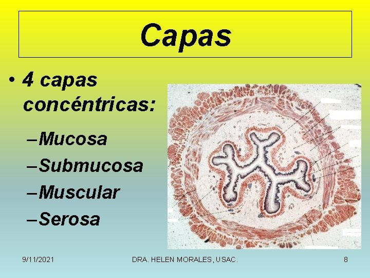 Capas • 4 capas concéntricas: – Mucosa – Submucosa – Muscular – Serosa 9/11/2021