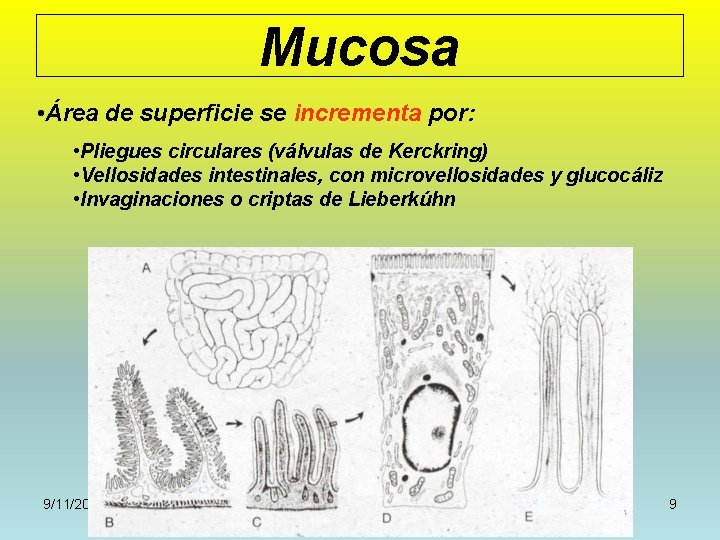 Mucosa • Área de superficie se incrementa por: • Pliegues circulares (válvulas de Kerckring)