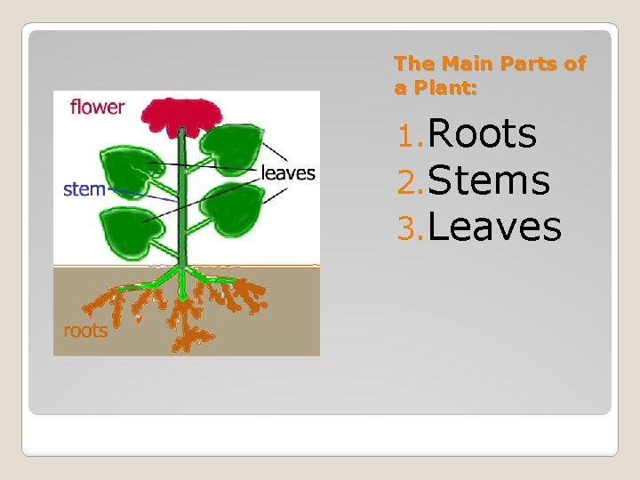 The Main Parts of a Plant: 1. Roots 2. Stems 3. Leaves 