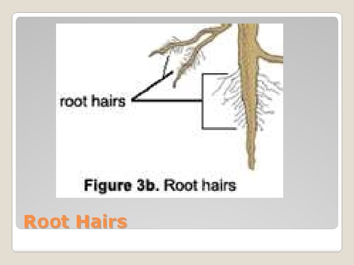 Root Hairs 