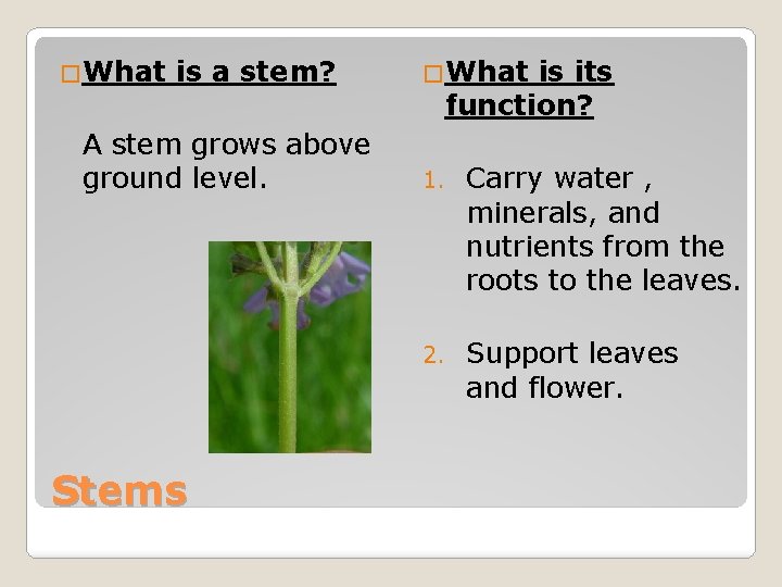 �What is a stem? A stem grows above ground level. Stems �What is its