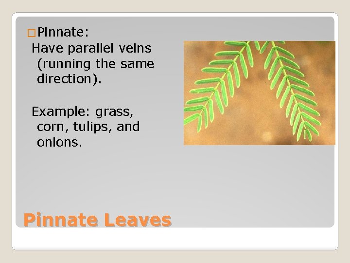 �Pinnate: Have parallel veins (running the same direction). Example: grass, corn, tulips, and onions.