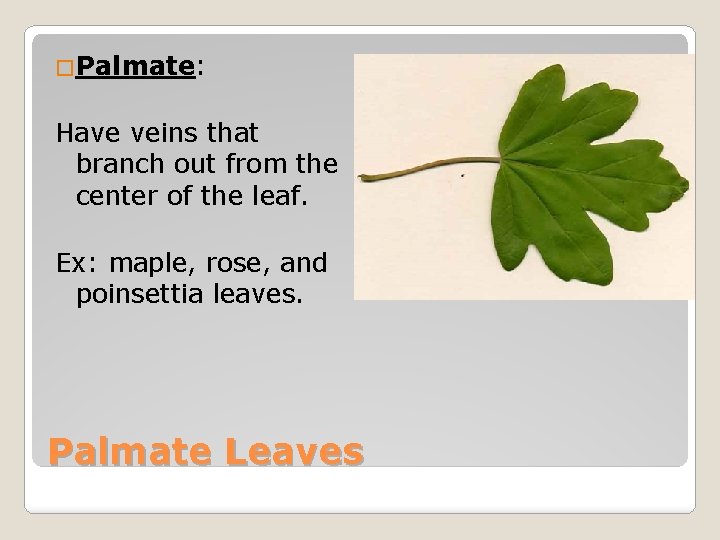 �Palmate: Have veins that branch out from the center of the leaf. Ex: maple,