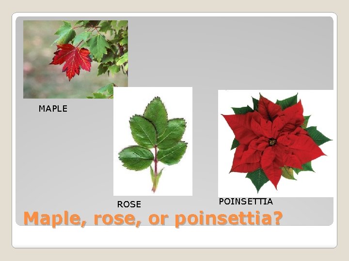 MAPLE ROSE POINSETTIA Maple, rose, or poinsettia? 