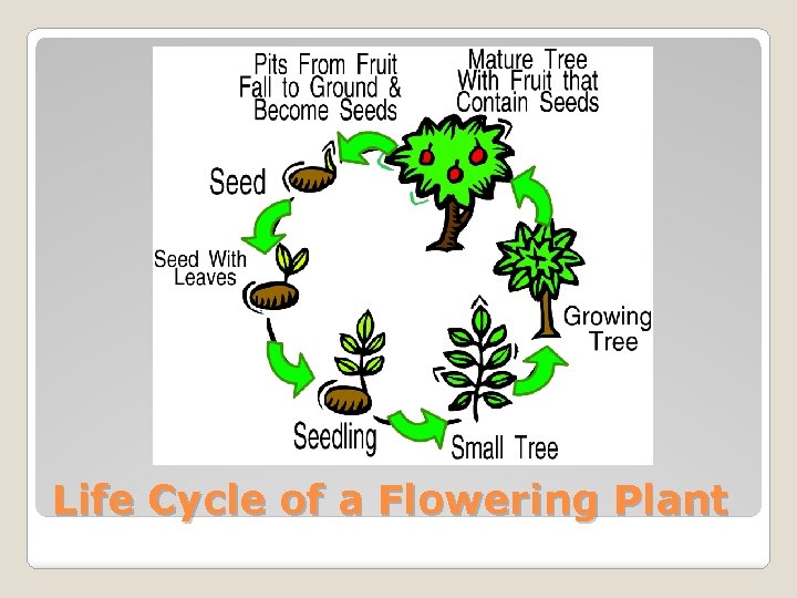 Life Cycle of a Flowering Plant 