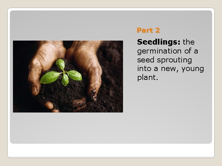 Part 2 Seedlings: the germination of a seed sprouting into a new, young plant.