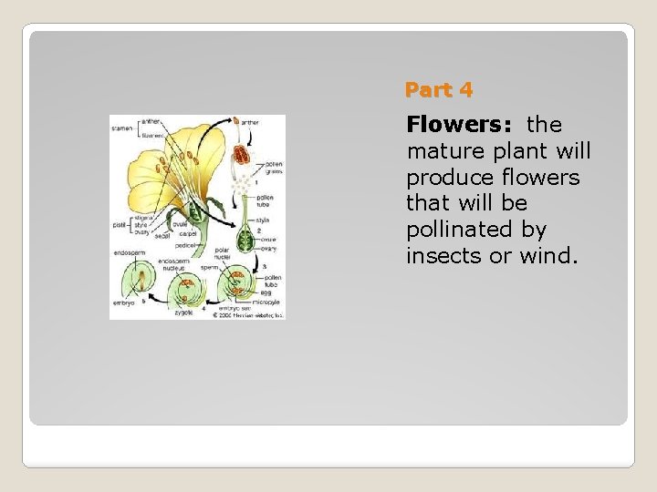 Part 4 Flowers: the mature plant will produce flowers that will be pollinated by