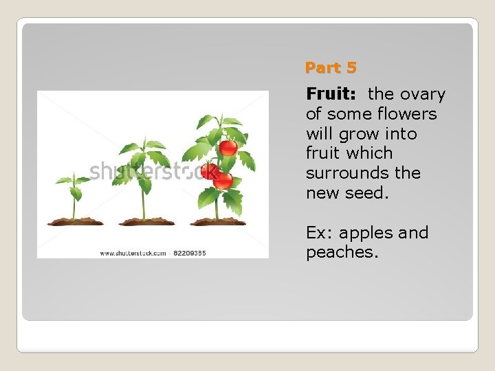 Part 5 Fruit: the ovary of some flowers will grow into fruit which surrounds