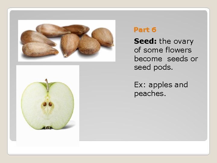 Part 6 Seed: the ovary of some flowers become seeds or seed pods. Ex: