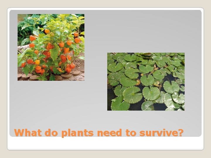 What do plants need to survive? 