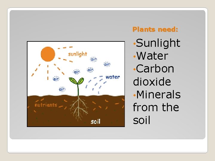 Plants need: • Sunlight • Water • Carbon dioxide • Minerals from the soil