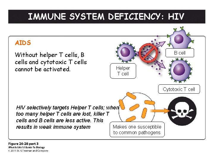 IMMUNE SYSTEM DEFICIENCY: HIV AIDS Without helper T cells, B cells and cytotoxic T