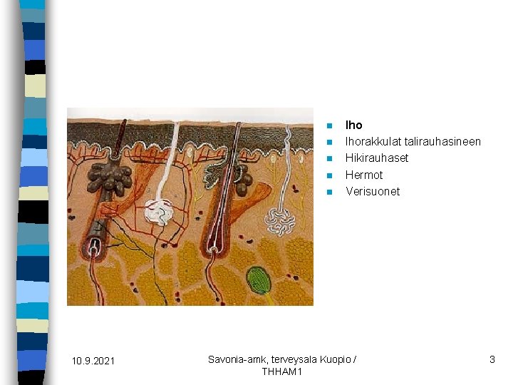 n n n 10. 9. 2021 Ihorakkulat talirauhasineen Hikirauhaset Hermot Verisuonet Savonia-amk, terveysala Kuopio