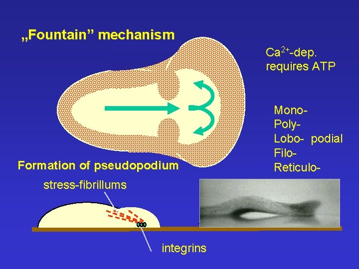 „Fountain” mechanism Ca 2+-dep. requires ATP Formation of pseudopodium stress-fibrillums integrins Mono. Poly. Lobo-