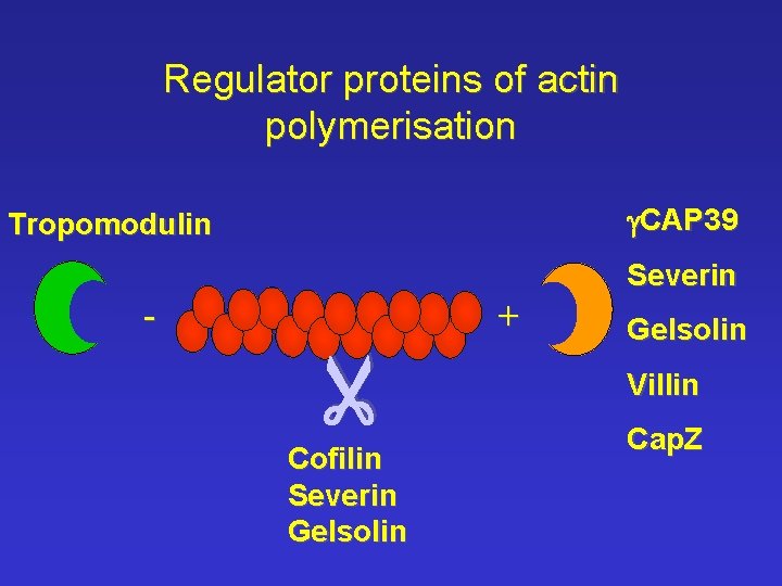 Regulator proteins of actin polymerisation g. CAP 39 Tropomodulin + - Cofilin Severin Gelsolin