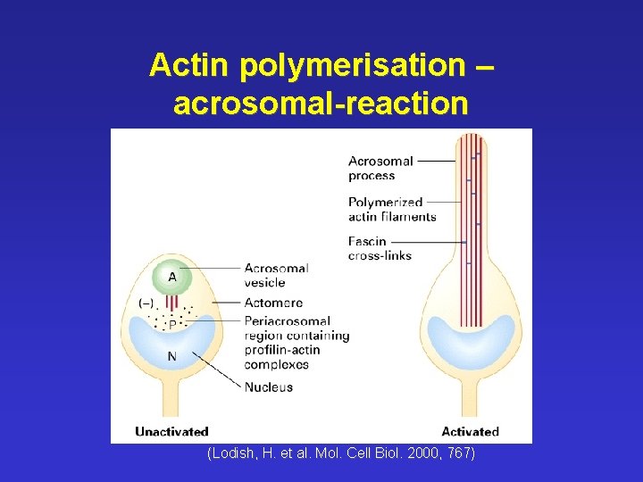 Actin polymerisation – acrosomal-reaction (Lodish, H. et al. Mol. Cell Biol. 2000, 767) 
