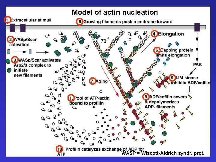 Model of actin nucleation WASP = Wiscott-Aldrich syndr. prot. 