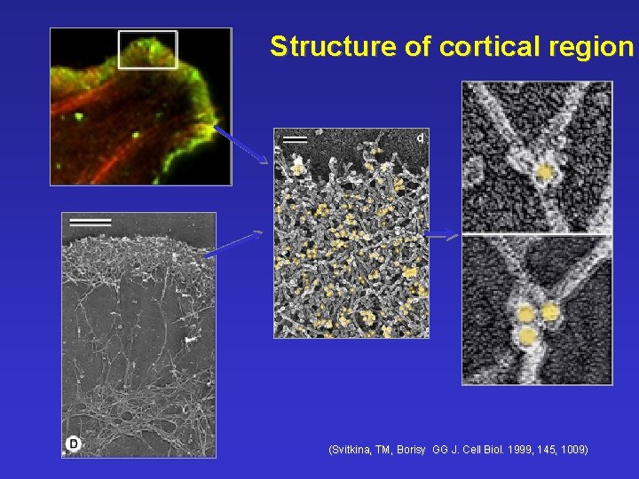 Structure of cortical region (Svitkina, TM, Borisy GG J. Cell Biol. 1999, 145, 1009)