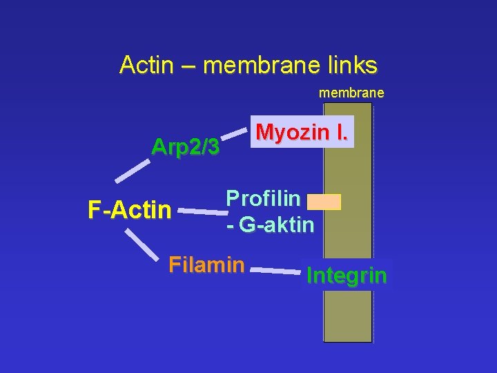 Actin – membrane links membrane Myozin I. Arp 2/3 F-Actin Profilin - G-aktin Filamin