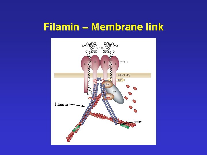 Filamin – Membrane link filamin actin 