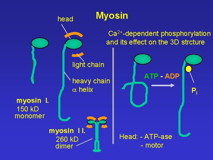 head Myosin Ca 2+-dependent phosphorylation and its effect on the 3 D strcture light