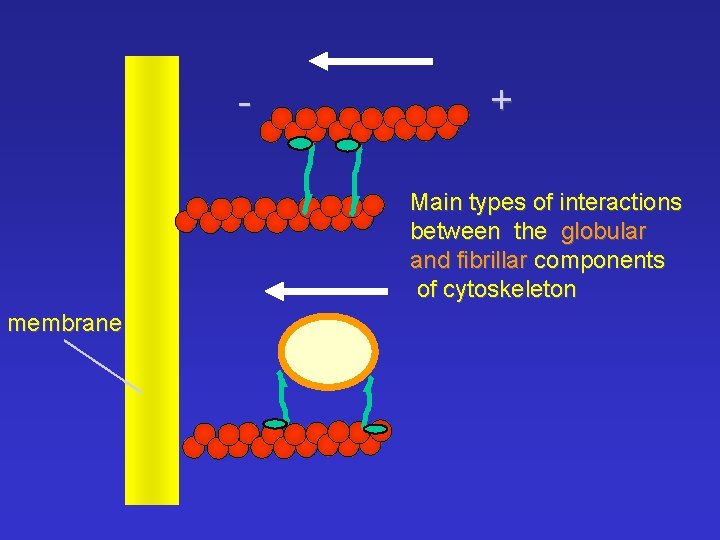 - + Main types of interactions between the globular and fibrillar components of cytoskeleton