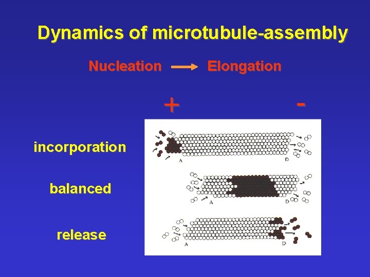 Dynamics of microtubule-assembly Nucleation Elongation + incorporation balanced release - 