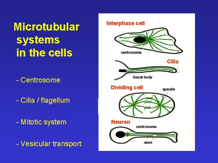 Microtubular systems in the cells Interphase cell centrosome Cilla Basal body - Centrosome Dividing