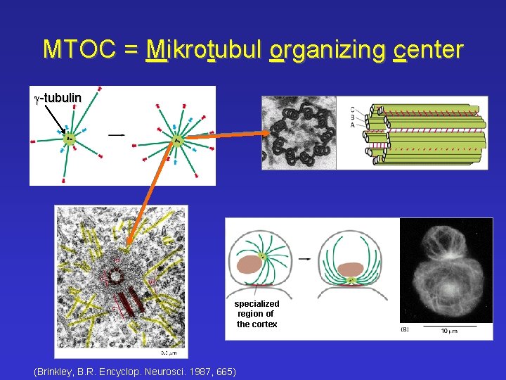 MTOC = Mikrotubul organizing center g-tubulin specialized region of the cortex ((Brinkley, B. R.