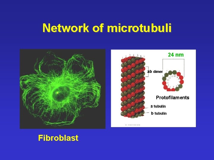 Network of microtubuli 24 nm ab dimer Protofilaments a tubulin b tubulin Fibroblast 