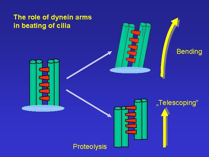The role of dynein arms in beating of cilia Bending „Telescoping” Proteolysis 