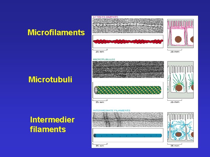 Microfilaments Microtubuli Intermedier filaments 