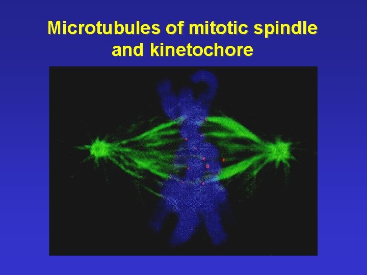 Microtubules of mitotic spindle and kinetochore 