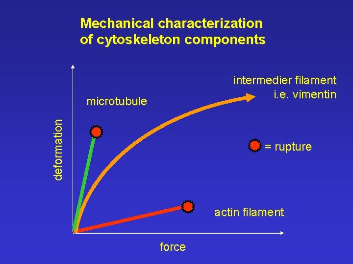 Mechanical characterization of cytoskeleton components intermedier filament i. e. vimentin deformation microtubule = rupture