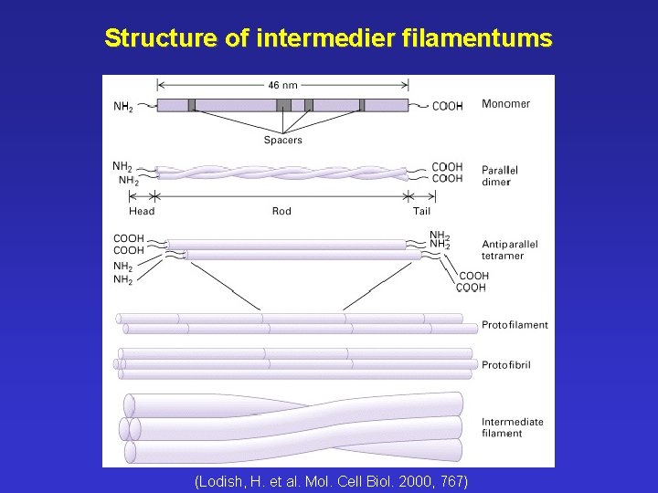 Structure of intermedier filamentums (Lodish, H. et al. Mol. Cell Biol. 2000, 767) 